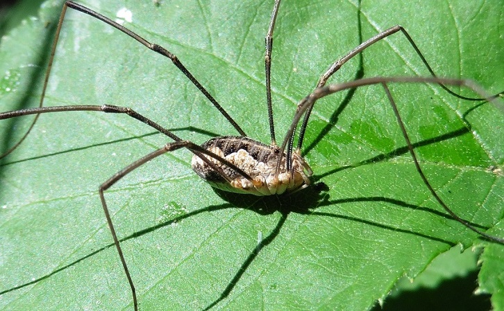 Phalangium opilio